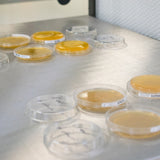 What is an Agar Plate?