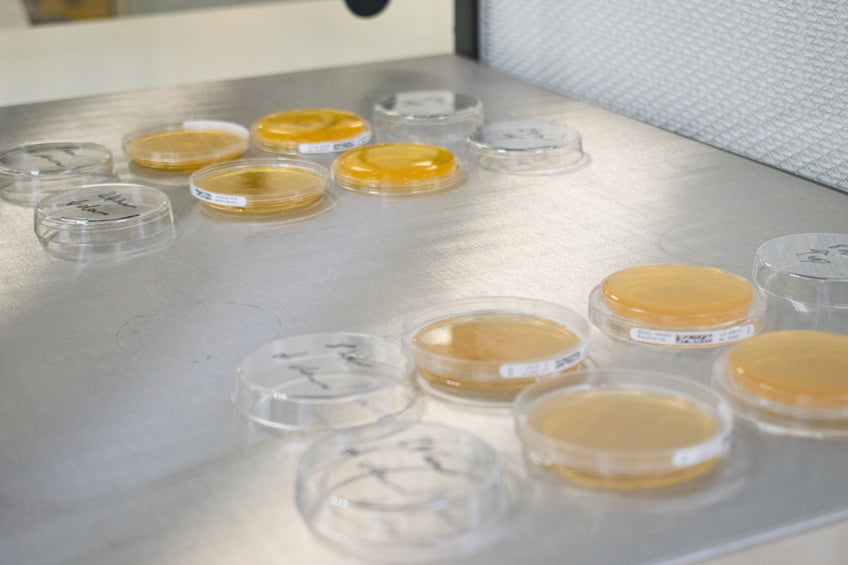 Agar plates in the laminar flow hood