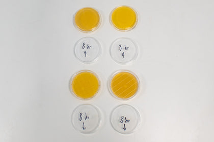 Plates are also placed on a normal lab bench in ambient conditions to compare