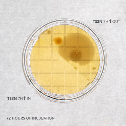 Air flow tests inside and outside a laminar flow hood using Triptic Soy agar plates