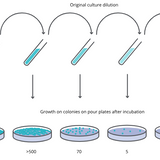 Colony Counting in Microbiology: Manual vs Automatic